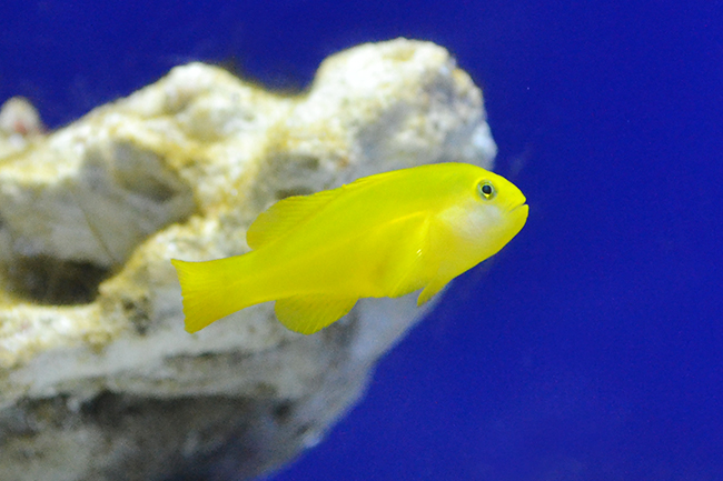 サンシャイン水族館では、海の生き物たちの「性」に関するコンテンツを体験できる夜のサンシャイン水族館「性いっぱい展」を2019年11月4日（月・振休）まで開催！生殖活動や育児の仕方はもちろん、性転換や雌雄同体、オスの出産など、生き物の不思議がいっぱい！