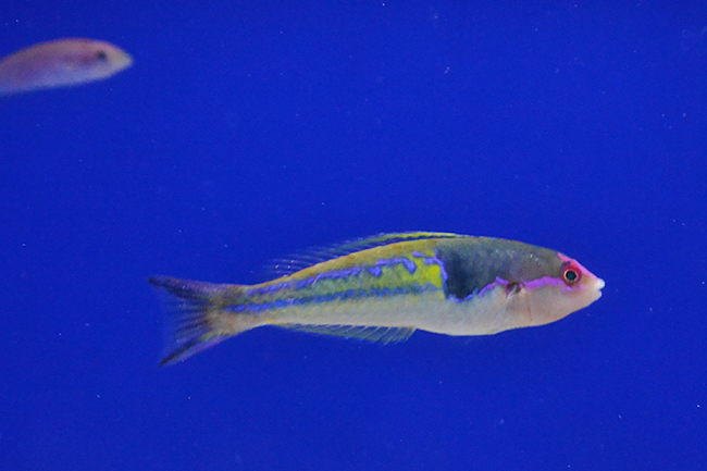 サンシャイン水族館では、海の生き物たちの「性」に関するコンテンツを体験できる夜のサンシャイン水族館「性いっぱい展」を2019年11月4日（月・振休）まで開催！生殖活動や育児の仕方はもちろん、性転換や雌雄同体、オスの出産など、生き物の不思議がいっぱい！