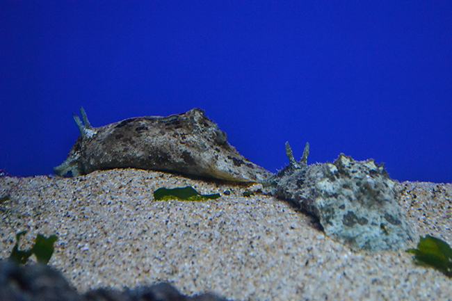 サンシャイン水族館では、海の生き物たちの「性」に関するコンテンツを体験できる夜のサンシャイン水族館「性いっぱい展」を2019年11月4日（月・振休）まで開催！生殖活動や育児の仕方はもちろん、性転換や雌雄同体、オスの出産など、生き物の不思議がいっぱい！