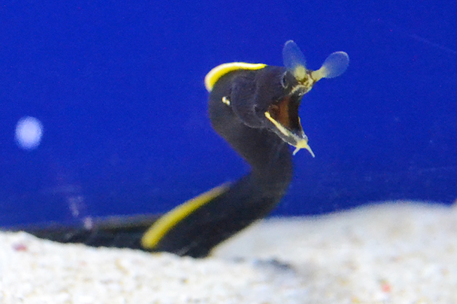 サンシャイン水族館では、海の生き物たちの「性」に関するコンテンツを体験できる夜のサンシャイン水族館「性いっぱい展」を2019年11月4日（月・振休）まで開催！生殖活動や育児の仕方はもちろん、性転換や雌雄同体、オスの出産など、生き物の不思議がいっぱい！