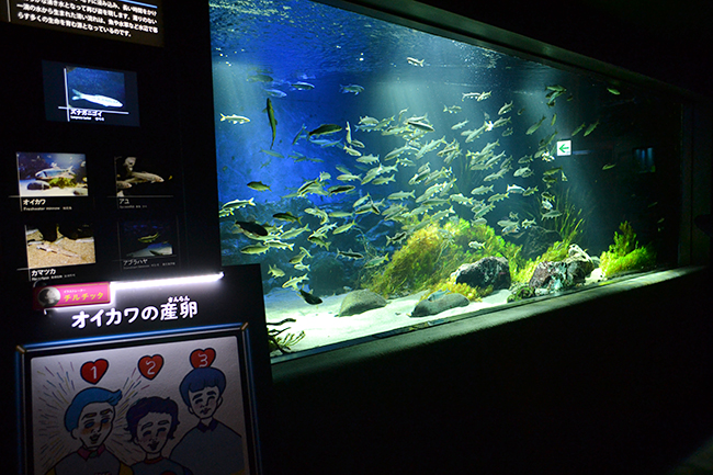 サンシャイン水族館では、海の生き物たちの「性」に関するコンテンツを体験できる夜のサンシャイン水族館「性いっぱい展」を2019年11月4日（月・振休）まで開催！生殖活動や育児の仕方はもちろん、性転換や雌雄同体、オスの出産など、生き物の不思議がいっぱい！