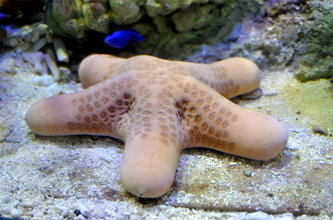 サンシャイン水族館は、普段なかなか見ることのできない海の生き物たちの「性」に関するコンテンツを体験できる、夜のサンシャイン水族館「性いっぱい展」を2019年9月27日（金）～11月4日（月・振休）まで、夜間特別営業（18：30～22：00）として開催！