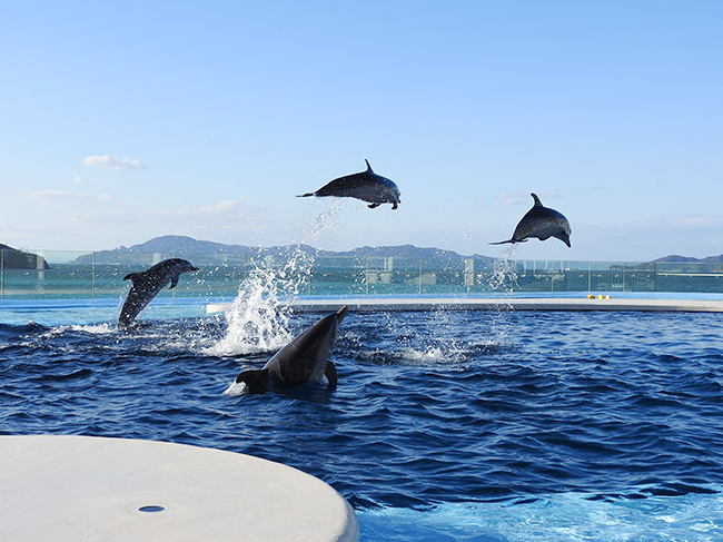 四国 水族館 オープン