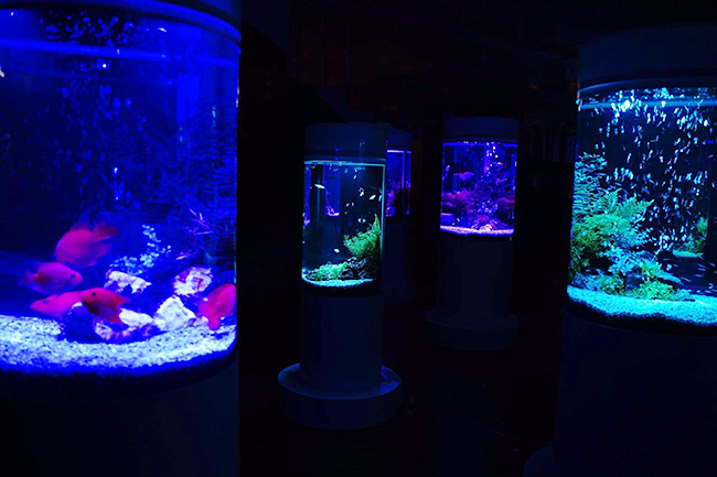 宝石のように美しい2,000匹の世界の魚を展示するカフェ型水族館「ジュエリーアクアリウム」が、2020年6月1日（月）〜8月31日（月）の期間限定で、千葉県木更津市の大型ショッピングモール「イオンモール木更津」にオープン！