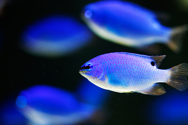 宝石のように美しい2,000匹の世界の魚を展示するカフェ型水族館「ジュエリーアクアリウム」が、2020年6月1日（月）〜8月31日（月）の期間限定で、千葉県木更津市の大型ショッピングモール「イオンモール木更津」にオープン！