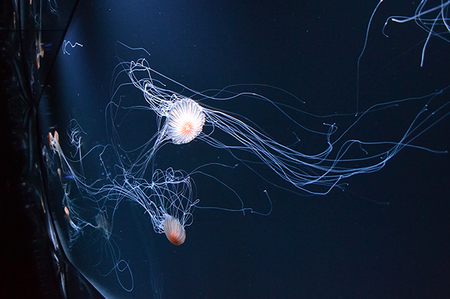 サンシャイン水族館の大型リニューアル第3弾、“クラゲ” をメインにした新エリア「海月空感（くらげくうかん）」が2020年7月9日（木）にオープン！最大の見どころは国内最大級、横幅約14m「クラゲパノラマ」水槽！疲れた体と心に安らぎを与えてくれる癒しの空間が誕生！