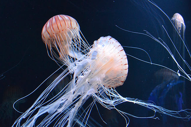 サンシャイン水族館の大型リニューアル第3弾、“クラゲ” をメインにした新エリア「海月空感（くらげくうかん）」が2020年7月9日（木）にオープン！最大の見どころは国内最大級、横幅約14m「クラゲパノラマ」水槽！疲れた体と心に安らぎを与えてくれる癒しの空間が誕生！