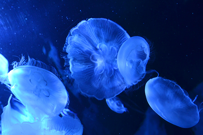 サンシャイン水族館の大型リニューアル第3弾、“クラゲ” をメインにした新エリア「海月空感（くらげくうかん）」が2020年7月9日（木）にオープン！最大の見どころは国内最大級、横幅約14m「クラゲパノラマ」水槽！疲れた体と心に安らぎを与えてくれる癒しの空間が誕生！