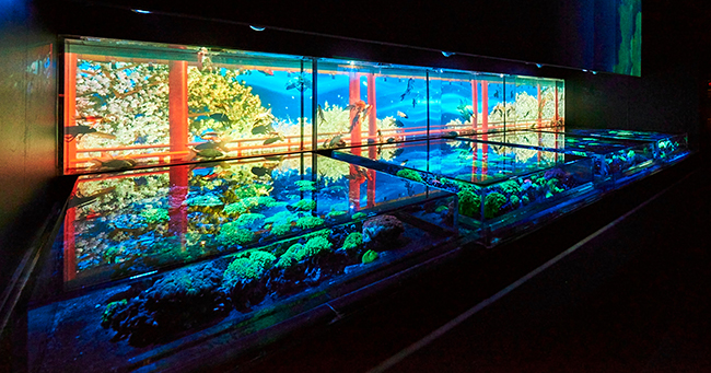 夏の風物詩として愛されてきた「アートアクアリウム」が、東京・日本橋の専用施設で常設展示、「アートアクアリウム美術館」として2020年8月28日（金）にオープン！アートアクアリウム日本橋会場と比較して約3倍の広さ。3万匹超の金魚が泳ぐ “生命の宿る美術館”！