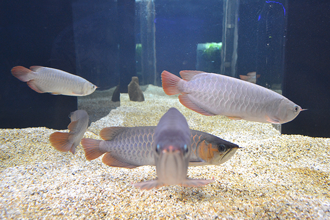 多摩川、アジア、アマゾン川など世界の水辺を再現し、そこに生きる生き物とともに水辺のオアシスを体感できる「カワスイ 川崎水族館」が2020年7月17日（金）川崎ルフロンにオープン！「カワスイ 川崎水族館」に行ってきた！「カワスイ 川崎水族館」体験レポート！