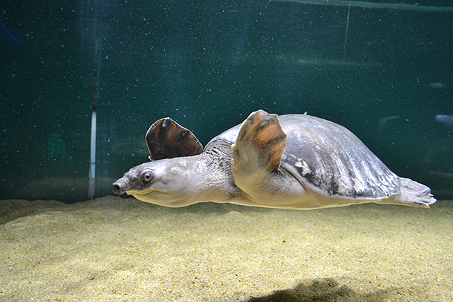 多摩川、アジア、アマゾン川など世界の水辺を再現し、そこに生きる生き物とともに水辺のオアシスを体感できる「カワスイ 川崎水族館」が2020年7月17日（金）川崎ルフロンにオープン！「カワスイ 川崎水族館」に行ってきた！「カワスイ 川崎水族館」体験レポート！