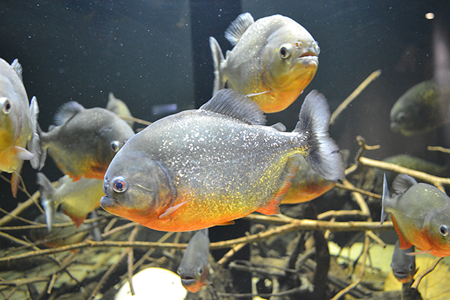 多摩川、アジア、アマゾン川など世界の水辺を再現し、そこに生きる生き物とともに水辺のオアシスを体感できる「カワスイ 川崎水族館」が2020年7月17日（金）川崎ルフロンにオープン！「カワスイ 川崎水族館」に行ってきた！「カワスイ 川崎水族館」体験レポート！