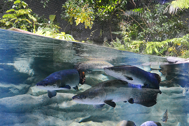 多摩川、アジア、アマゾン川など世界の水辺を再現し、そこに生きる生き物とともに水辺のオアシスを体感できる「カワスイ 川崎水族館」が2020年7月17日（金）川崎ルフロンにオープン！「カワスイ 川崎水族館」に行ってきた！「カワスイ 川崎水族館」体験レポート！