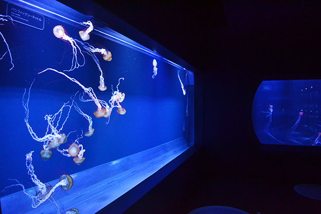 日本最大級となる500匹のクラゲが漂う長径7mの水盤型クラゲ水槽「ビックシャーレ」が登場！通常はバックヤードの飼育作業、繁殖活動、ゴハンの用意も常時公開！2020年7月16日（木）「すみだ水族館」が大規模リニューアルオープン！
