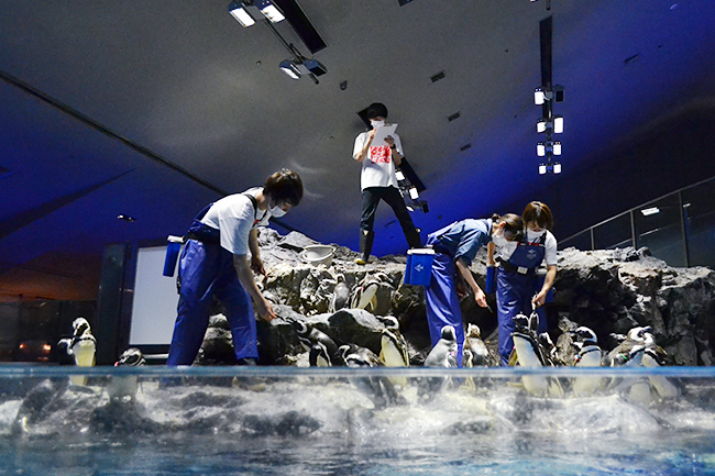 日本最大級となる500匹のクラゲが漂う長径7mの水盤型クラゲ水槽「ビックシャーレ」が登場！通常はバックヤードの飼育作業、繁殖活動、ゴハンの用意も常時公開！2020年7月16日（木）「すみだ水族館」が大規模リニューアルオープン！
