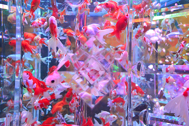 毎年夏になると日本橋で開催され、艶やかな金魚が美しく舞う、“涼” を感じる空間として愛されてきた「アートアクアリウム」が、2階建ての「アートアクアリウム美術館」として2020年8月28日（金）日本橋にオープン！ 前日に開催されたプレス内覧会に行ってきた！