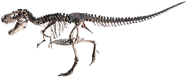 “世界でもっとも完全で美しい”と言われるトリケラトプスの実物全身骨格が日本初上陸！「Sony presents DinoScience 恐竜科学博 ～ララミディア大陸の恐竜物語～」が2021年7月17日（土）〜9月12日（日）までパシフィコ横浜で開催！オンラインツアーも実施！