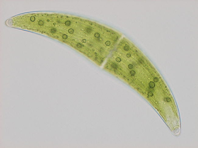 特別展「植物　地球を支える仲間たち」が、2021年7月10日（土）～9月20日（月・祝）まで国立科学博物館で開催！食虫植物や多肉植物、「○○すぎる」珍妙な植物といったさまざまな観点から植物を総合的に紹介する、これまでにない大規模な展覧会です。