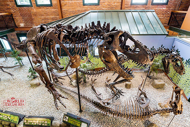 ティラノサウルスの全身復元骨格が集結する「ティラノサウルス展 ～T. rex 驚異の肉食恐竜～」が2021年11月13日（土）から名古屋市科学館で開催！ティラノサウルスの全身復元骨格、なかでも獲物のエドモントサウルスに襲いかかる様子を再現したティラノサウルス（アイヴァン）は日本初公開！