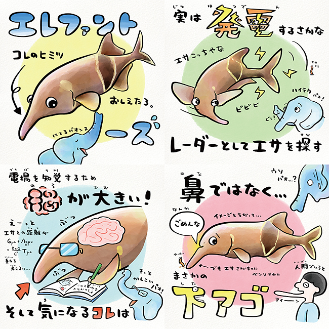 「カワスイ 川崎水族館」では、さかなのおにいさん かわちゃんとのコラボレーション特別企画展示「ツッコミたくなる!? おさかな動物園」を2021年12月17日（金）〜2022年1月31日（月）まで開催！かわちゃんが描きおろした魚の生態を学べる4コマ漫画とともに全17種約350点を展示。