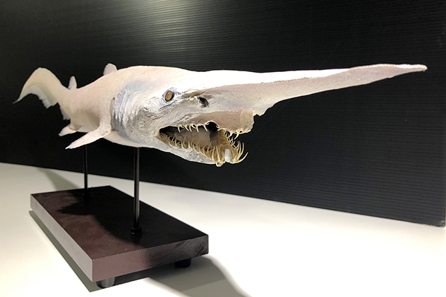 サンシャイン水族館では深海生物に焦点を当てたイベント「ゾクゾク深海生物2022」を2022年1月14日（金）～3月6日（日）に開催！深海生物の特徴的な姿が深海で生きるうえでどのような利点や意味をもつのかをカテゴリーごとに生体、標本、模型展示を通してわかりやすく解説！