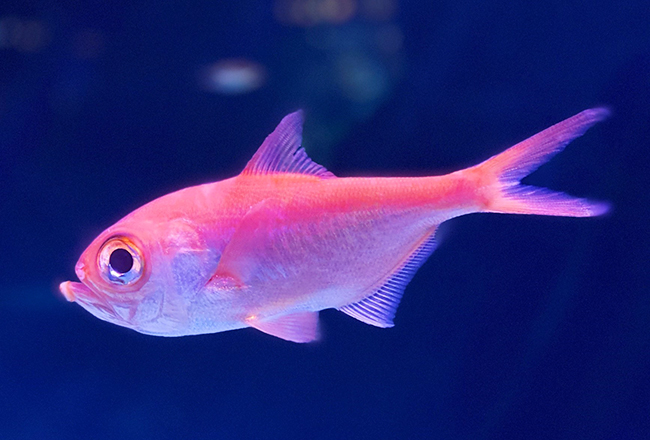 サンシャイン水族館では深海生物に焦点を当てたイベント「ゾクゾク深海生物2022」を2022年1月14日（金）～3月6日（日）に開催！深海生物の特徴的な姿が深海で生きるうえでどのような利点や意味をもつのかをカテゴリーごとに生体、標本、模型展示を通してわかりやすく解説！