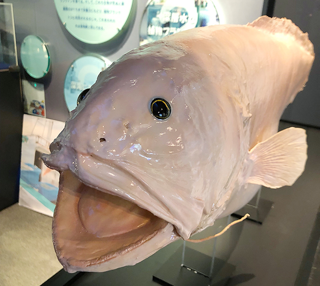 サンシャイン水族館では深海生物に焦点を当てたイベント「ゾクゾク深海生物2022」を2022年1月14日（金）～3月6日（日）に開催！深海生物の特徴的な姿が深海で生きるうえでどのような利点や意味をもつのかをカテゴリーごとに生体、標本、模型展示を通してわかりやすく解説！