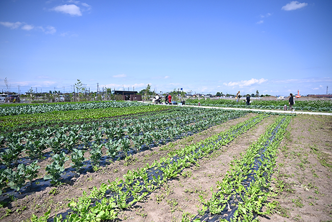 キユーピーの野菜の魅力を体験できる複合型施設「深谷テラス ヤサイな仲間たちファーム」が2022年5月29日（日）にオープン！深谷テラスに行ってきた！「体験農園」で収穫体験、マルシェ、レストラン、深谷テラス ヤサイな仲間たちファーム体験レポート！