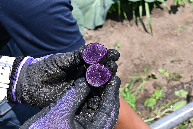 キユーピーの野菜の魅力を体験できる複合型施設「深谷テラス ヤサイな仲間たちファーム」が2022年5月29日（日）にオープン！深谷テラスに行ってきた！「体験農園」で収穫体験、マルシェ、レストラン、深谷テラス ヤサイな仲間たちファーム体験レポート！