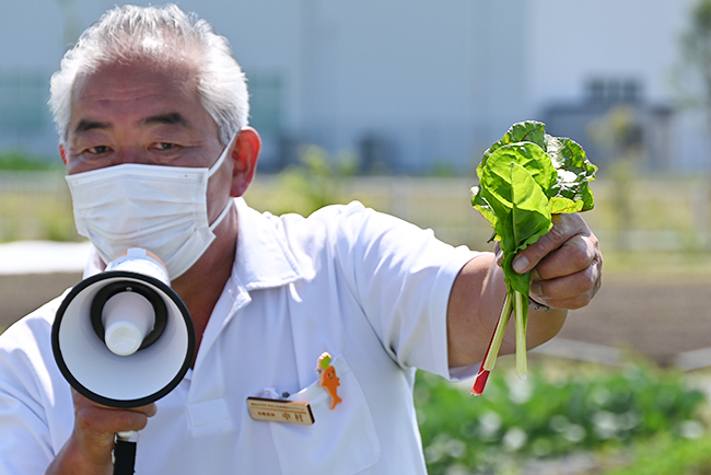 キユーピーの野菜の魅力を体験できる複合型施設「深谷テラス ヤサイな仲間たちファーム」が2022年5月29日（日）にオープン！深谷テラスに行ってきた！「体験農園」で収穫体験、マルシェ、レストラン、深谷テラス ヤサイな仲間たちファーム体験レポート！