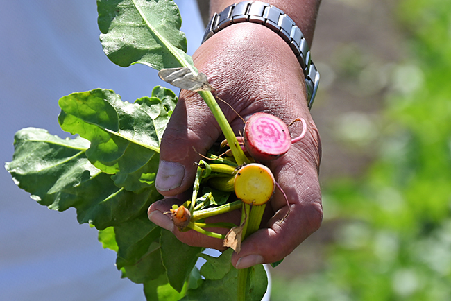 キユーピーの野菜の魅力を体験できる複合型施設「深谷テラス ヤサイな仲間たちファーム」が2022年5月29日（日）にオープン！深谷テラスに行ってきた！「体験農園」で収穫体験、マルシェ、レストラン、深谷テラス ヤサイな仲間たちファーム体験レポート！