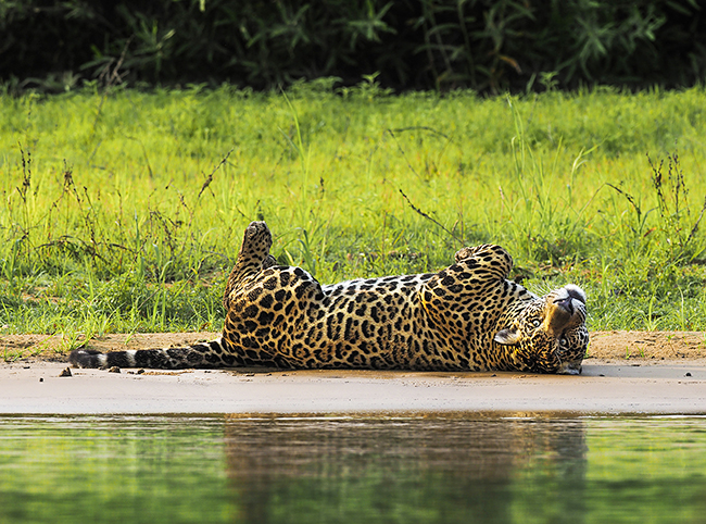 世界的に著名な動物写真家「岩合光昭写真展 PANTANAL　パンタナール 清流がつむぐ動物たちの大湿原」が2022年6月4日（土）～7月10日（日）東京都写真美術館で開催！世界最大級の湿地パンタナールでジャガー、カピバラ、パラグアイカイマンらのドキュメンタリー写真を展示。