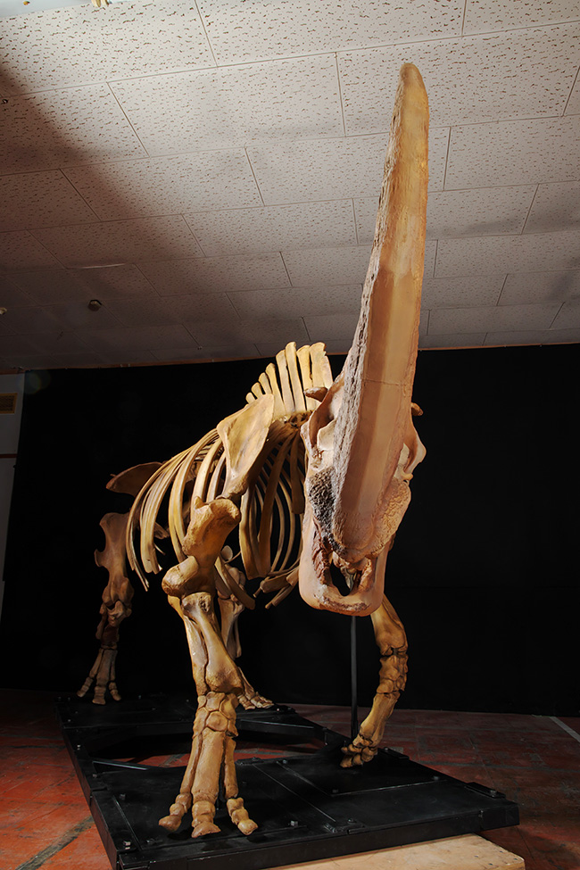 化石ハンター、ロイ・チャップマン・アンドリュースの中央アジア探検100周年を記念した特別展「化石ハンター展 ～ゴビ砂漠の恐竜とヒマラヤの超大型獣～」が2022年7月16日（土）から国立科学博物館で開催！それを記念して化石ハンター展の招待券をプレゼント！