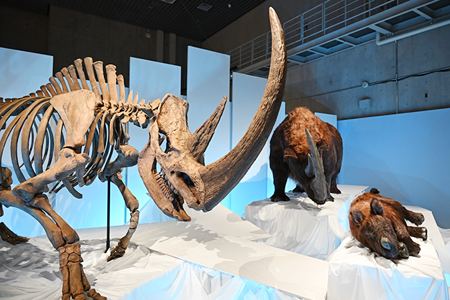 伝説の化石ハンター ロイ・チャップマン・アンドリュースの中央アジア探検100周年を記念した特別展「化石ハンター展 ～ゴビ砂漠の恐竜とヒマラヤの超大型獣～」が2022年7月16日（土）国立科学博物館で開催！化石ハンター展に行ってきたレポート。チベットケサイから生まれた「アウト・オブ・チベット」説も紹介！