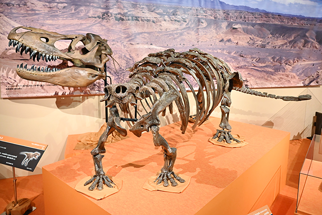 伝説の化石ハンター ロイ・チャップマン・アンドリュースの中央アジア探検100周年を記念した特別展「化石ハンター展 ～ゴビ砂漠の恐竜とヒマラヤの超大型獣～」が2022年7月16日（土）国立科学博物館で開催！化石ハンター展に行ってきたレポート。チベットケサイから生まれた「アウト・オブ・チベット」説も紹介！