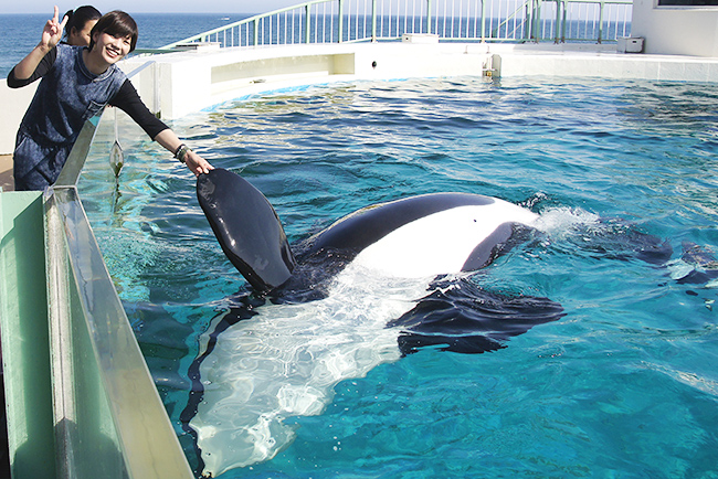 鴨川シーワールドがシャチとのふれあいをはじめ、動物とのふれあい体験を存分に楽しめる特別体験プログラム「満喫体験」を、2022年12月3日（土）・10日（土）・17日（土）の3日間限定で開催！水族館のバックヤードの見学も！