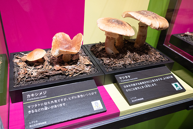 国立科学博物館初となる「毒」をテーマにした特別展「毒」が2022年11月1日（火）から開催！内覧会に参加した特別展毒の感想を交えたレポート！“毒”をわかりやすく楽しく伝える展覧会。毒のスケールの大きさに驚き、“毒”へのイメージが一新！