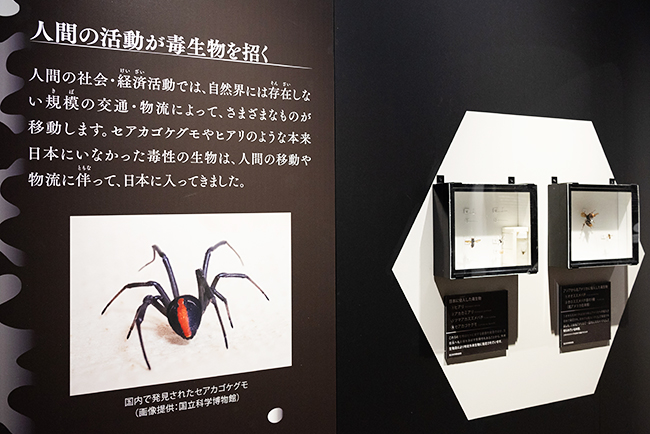 国立科学博物館初となる「毒」をテーマにした特別展「毒」が2022年11月1日（火）から開催！内覧会に参加した特別展毒の感想を交えたレポート！“毒”をわかりやすく楽しく伝える展覧会。毒のスケールの大きさに驚き、“毒”へのイメージが一新！