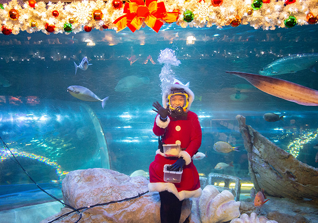 イルカやアザラシとクリスマス！しな水のクリスマス2022 | しながわ水族館 | 東京・品川