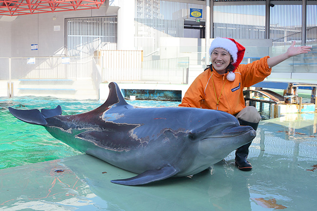イルカやアザラシとクリスマス！しな水のクリスマス2022 | しながわ水族館 | 東京・品川