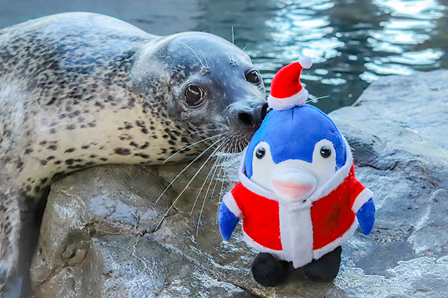 イルカやアザラシとクリスマス！しな水のクリスマス2022 | しながわ水族館 | 東京・品川