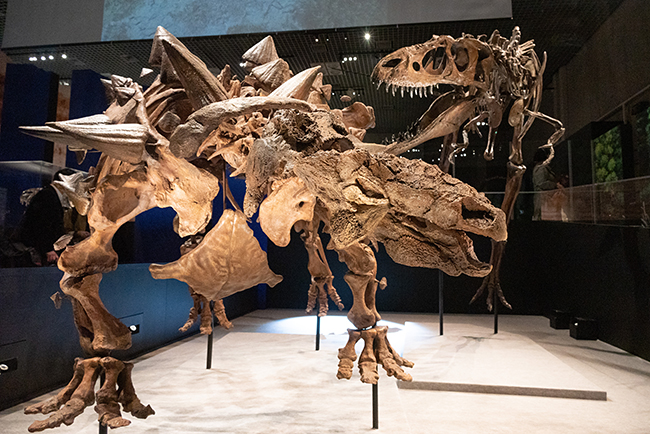 「恐竜博2023」（国立科学博物館）の感想・レポートの写真