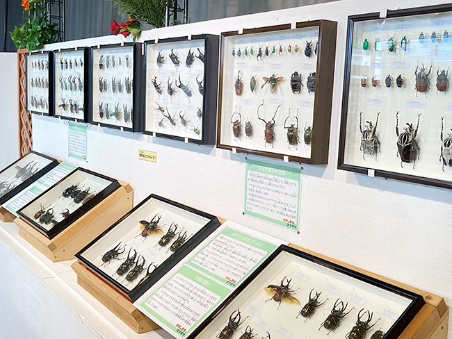 板橋区立熱帯環境植物館の夏休み特別展「熱帯の昆虫と食虫植物」の画像