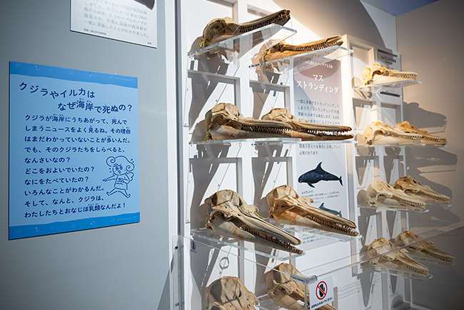 特別展「海　—生命のみなもと—」体験レポートの写真