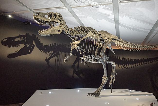 「DinoScience 恐竜科学博 2023@TOKYO MIDTOWN」体験レポートの写真