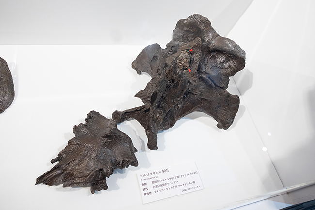 「DinoScience 恐竜科学博 2023@TOKYO MIDTOWN」体験レポートの写真