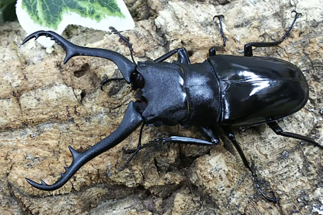 カワスイ 川崎水族館の「探して！触って！森遊び！カブトムシ・クワガタ展」の画像