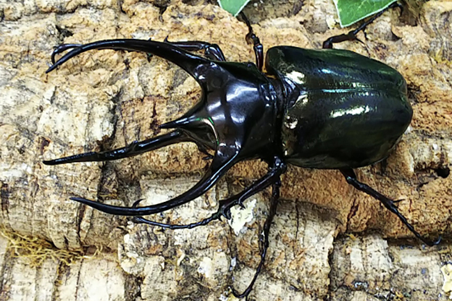 カワスイ 川崎水族館の「探して！触って！森遊び！カブトムシ・クワガタ展」の画像