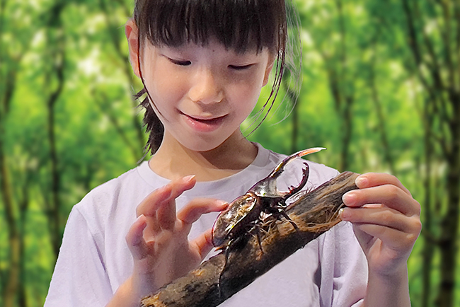 カワスイ 川崎水族館の「探して！触って！森遊び！カブトムシ・クワガタ展」の画像