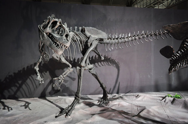 港区立みなと科学館「進化する!?恐竜研究展」の画像